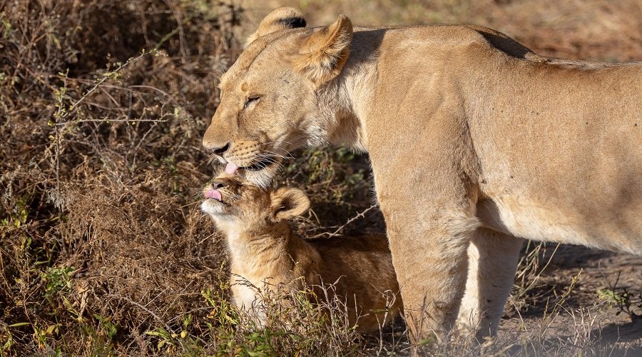 Jungle Safari vs. Savannah Safari: Key Differences